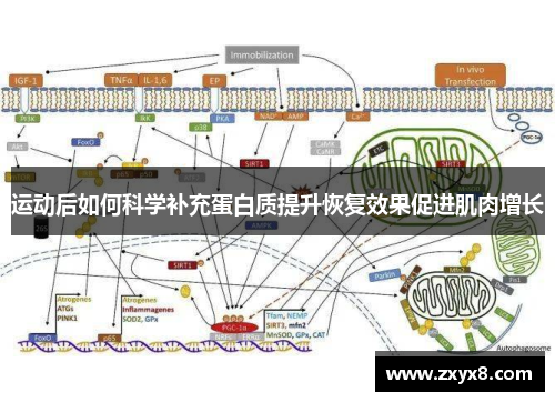 运动后如何科学补充蛋白质提升恢复效果促进肌肉增长